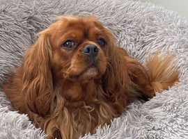 Adult Cavalier KC Spaniel Female