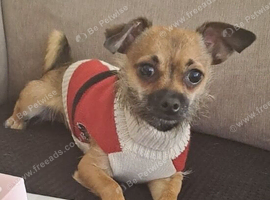 Little boy Tony