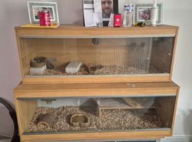 Male beardie dragon full set up