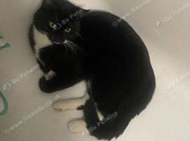 Tuxedo Cat