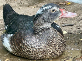 Stunning Muscovy ducklings