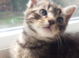 2 male kittens for sale