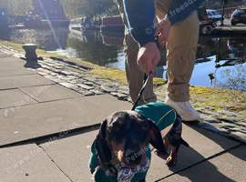 Dachshund for sale - Smokey