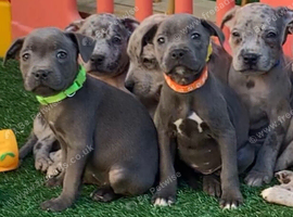 Blue & rare blue Merle dna clear staffy puppies