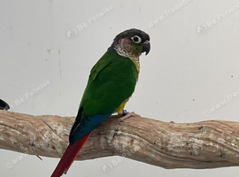 Proven breeding conure pair