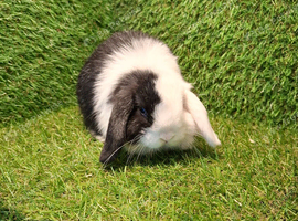 MINI LOP BOYS