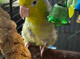 Beautiful female parrotlet