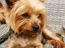 Tiny Experienced Yorkshire Terrier Stud