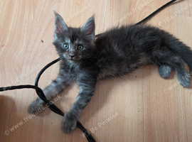 TICA REGISTERED STUNNING KITTENS