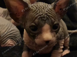 Blue and cream Canadian sphynx