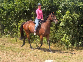 Project horse 15.3 5 year old tb