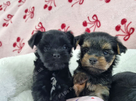 YORKSHIRE TERRIER PUPPIES