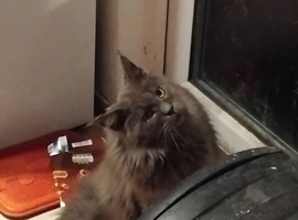 Male mainecoon