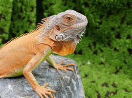 Lemon Red Juvenile Green Iguana