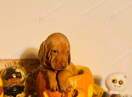 1 male KC Hungarian Vizsla puppy