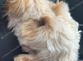 Adult Cockapoo