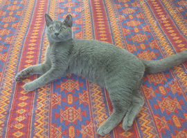Bibo ready for new home