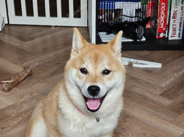 1 year old female shiba inu