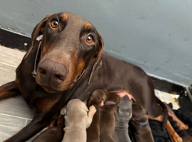 RKC Dobermans