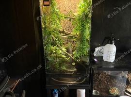 3 whites tree frogs, with tank and stand
