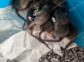 Top ear Baby rats for sale 12 pups