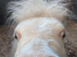 Cremello 2 year old colt