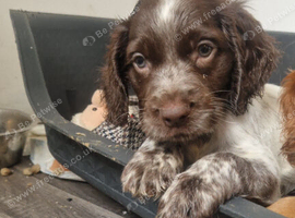 Here are 3 gorgeous little puppies