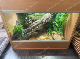 Leopard gecko and enclosure