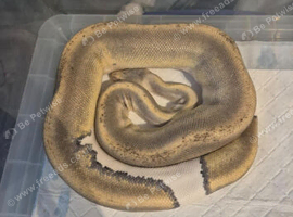 Female champagne pied royal