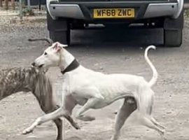 Saluki grey , shrek x skeletor