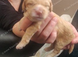 F2 Miniature Australian Labradoodle Puppies.
