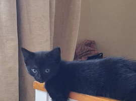 2 female kittens