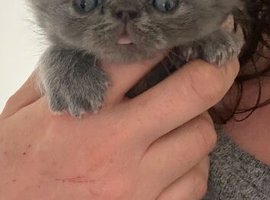 Gorgeous Persian kittens looking for homes