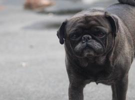 Male Pug needing forever home