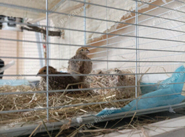 Lovely very young Coturnix Quail Chicks - one male and 2 hens sold as a TRIO &pound;24 (they are smaller size