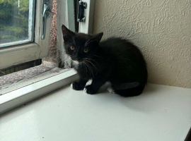 Kittens for sale