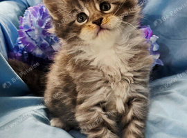 4 mainecoon babies ready 17/10/26