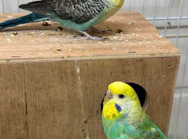Pair of budgies