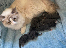 Ragcoon Kittens