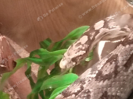 Corn snake for sale