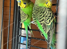 Budgies