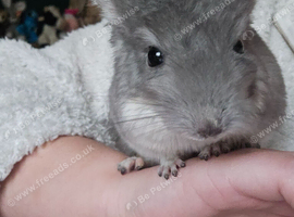 Rear Sapphire chinchillas