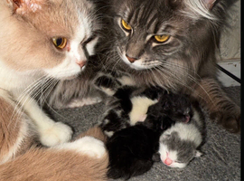 British short hair kittens mix exel Maine coon