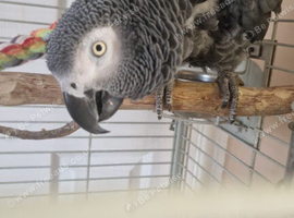African grey