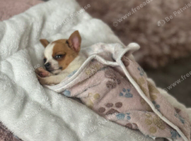 Chihuahua puppy