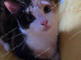 Calico girl