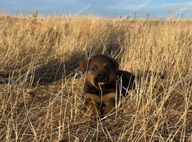 10 week old rotweiler cross German shepherd