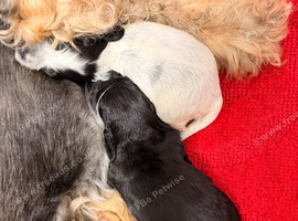 Kc registered show cocker spaniels