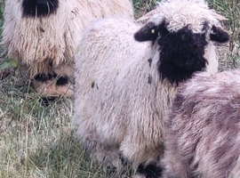 Swiss Valais Black Nose Wethers