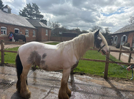 14.2h super safe cob gelding